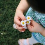 Dziecięce dłonie trzymające bukiet małych białych stokrotek na tle zielonej trawy.