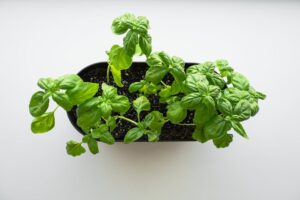 ujęcie z góry na bazylię w doniczce stojącej na białej powierzchni